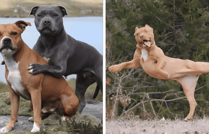 13 fenykep a pitbullokrol.jpg