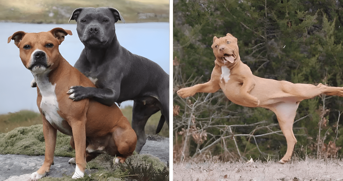 13 fenykep a pitbullokrol.jpg