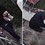 14643387 anaheim dog abuse split TN img