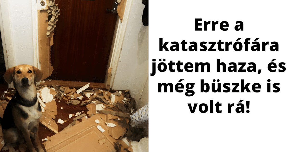 16 alkalom amikor a gazdik magara hagytak a hazi kedvencuket de mar ezerszer megbantak