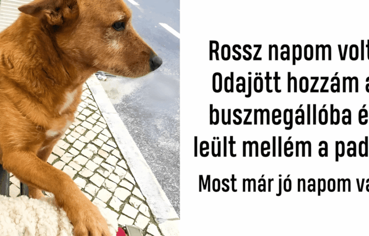 16 boldog allatos foto.jpg
