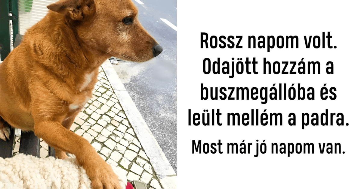 16 boldog allatos foto.jpg