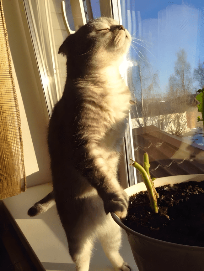 Ha meleg kell, ők nem teketóriáznak – imádni való képek következnek 1 20 allat aki csak egy kis melegre vagyik1.jpg