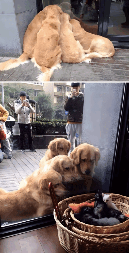 20 foto ami bizonyitja hogy mindenkinek szuksege van egy Golden retrieverre1.jpg