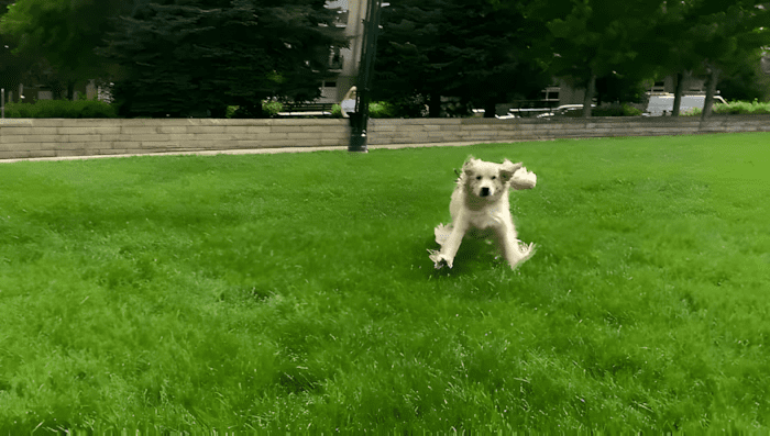 20 foto ami bizonyitja hogy mindenkinek szuksege van egy Golden retrieverre10.jpg