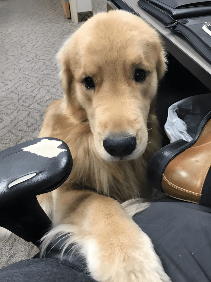 20 foto ami bizonyitja hogy mindenkinek szuksege van egy Golden retrieverre11.jpg