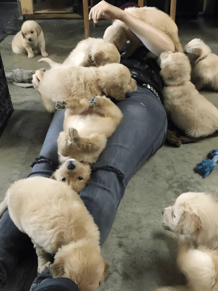 20 foto ami bizonyitja hogy mindenkinek szuksege van egy Golden retrieverre12.jpg