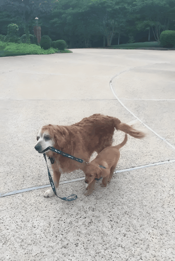 20 foto ami bizonyitja hogy mindenkinek szuksege van egy Golden retrieverre13.jpg