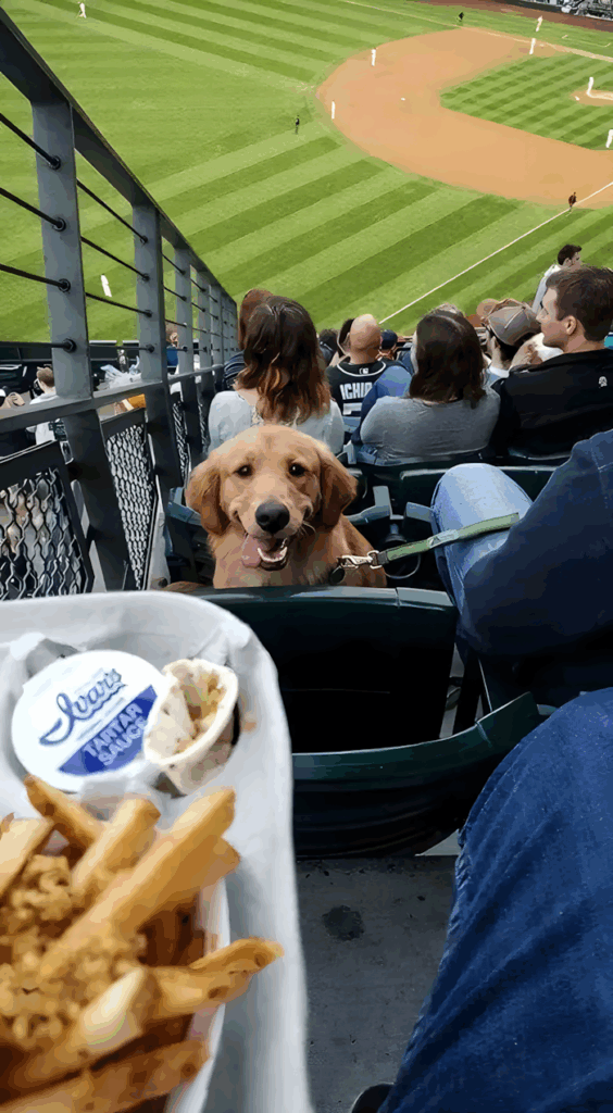 20 foto ami bizonyitja hogy mindenkinek szuksege van egy Golden retrieverre14.jpg
