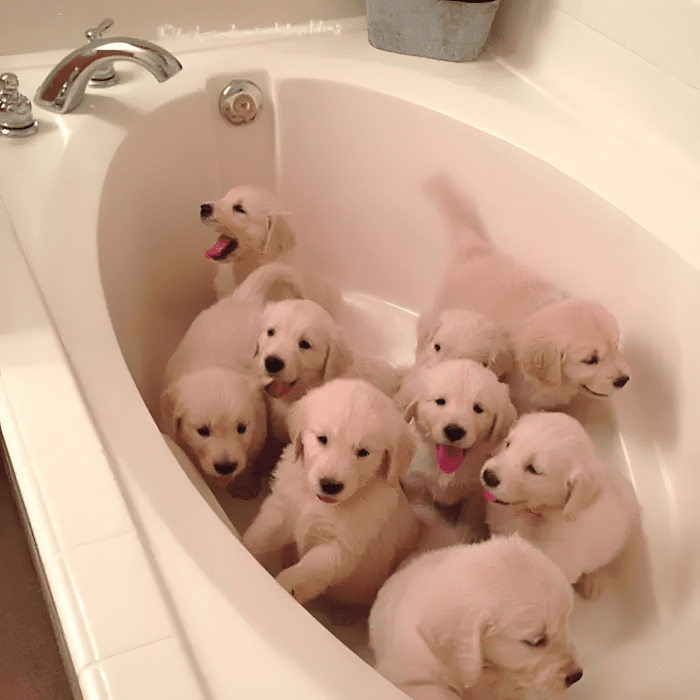 20 foto ami bizonyitja hogy mindenkinek szuksege van egy Golden retrieverre15.jpg
