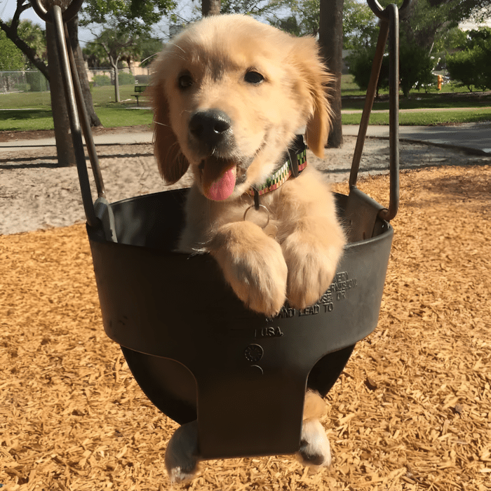 20 foto ami bizonyitja hogy mindenkinek szuksege van egy Golden retrieverre16.jpg