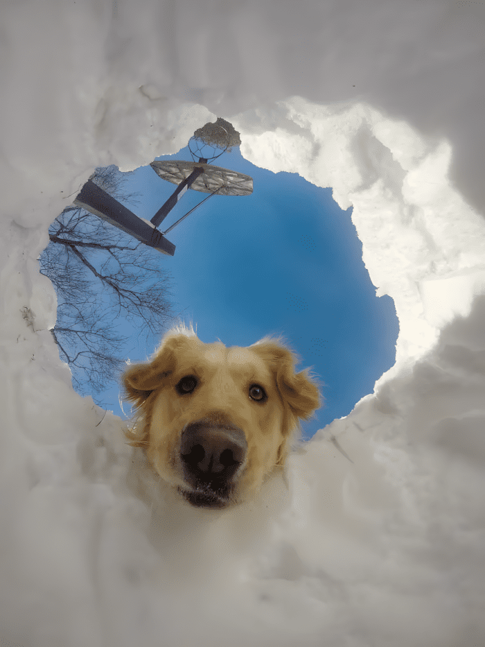 20 foto ami bizonyitja hogy mindenkinek szuksege van egy Golden retrieverre2.jpg