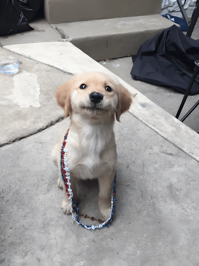 20 foto ami bizonyitja hogy mindenkinek szuksege van egy Golden retrieverre4.jpg