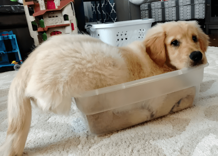 20 foto ami bizonyitja hogy mindenkinek szuksege van egy Golden retrieverre5.jpg