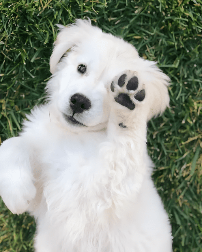20 foto ami bizonyitja hogy mindenkinek szuksege van egy Golden retrieverre6.jpg