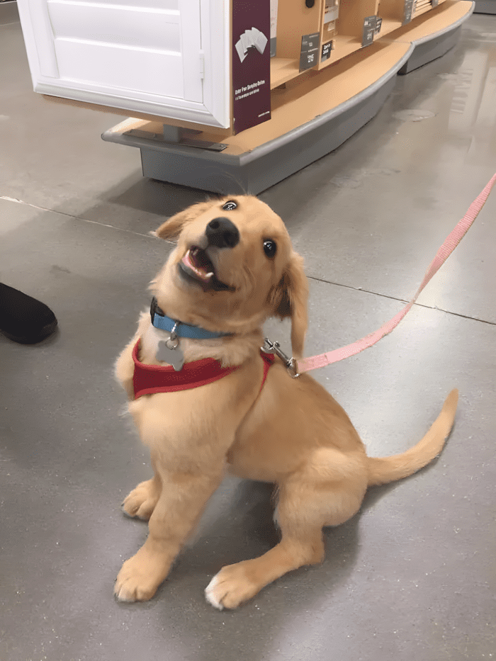 20 foto ami bizonyitja hogy mindenkinek szuksege van egy Golden retrieverre7.jpg