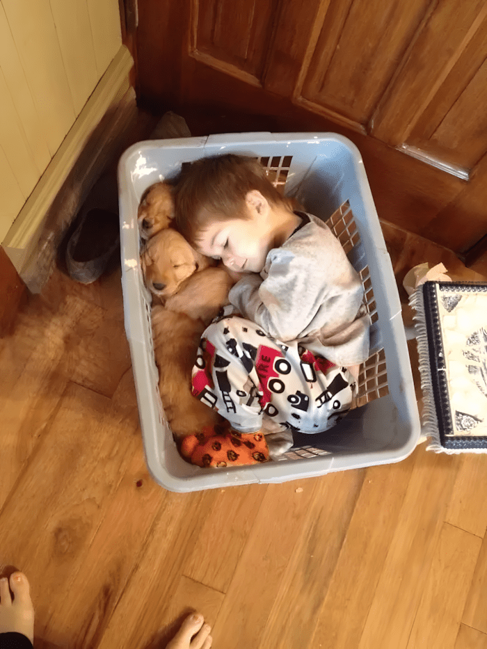 20 foto ami bizonyitja hogy mindenkinek szuksege van egy Golden retrieverre8.jpg