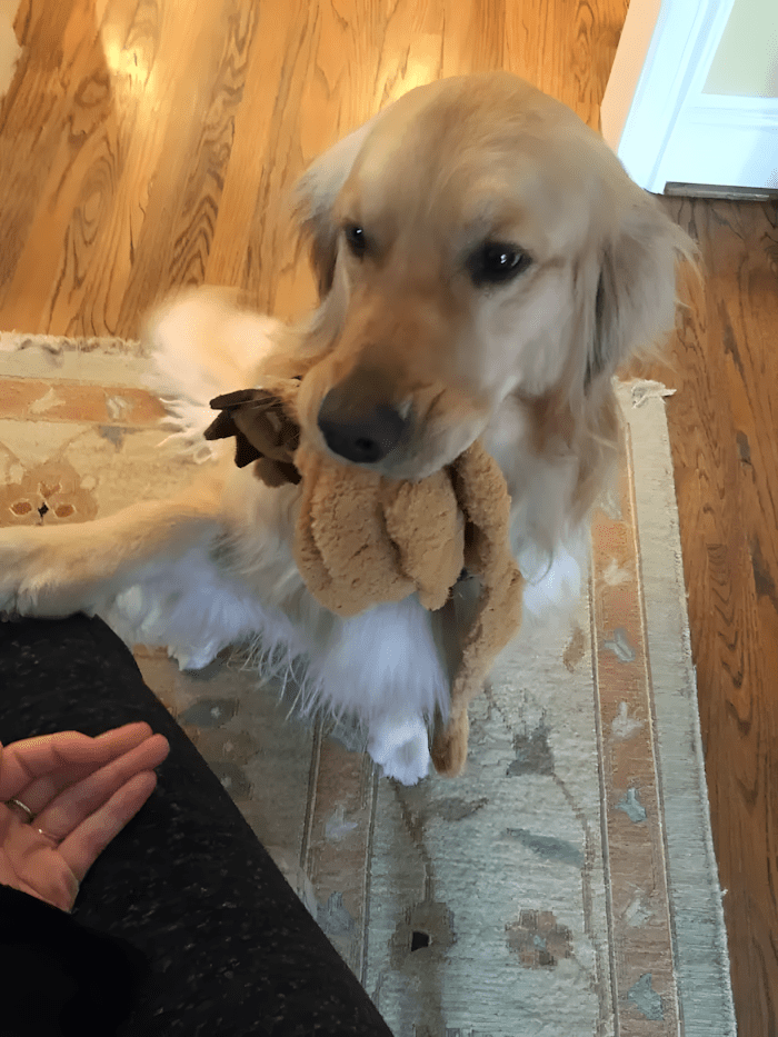 20 foto ami bizonyitja hogy mindenkinek szuksege van egy Golden retrieverre9.jpg