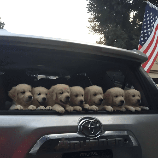 20 golden retriever kolyok1.jpg
