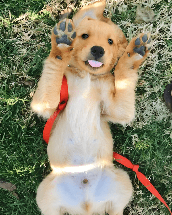 20 golden retriever kolyok10.jpg