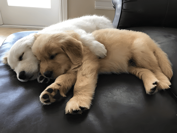 20 golden retriever kolyok12.jpg