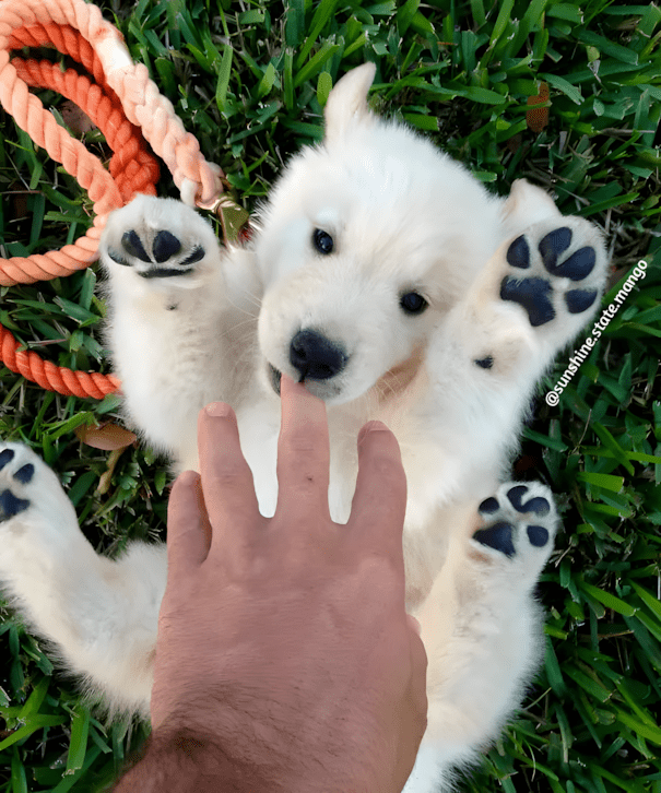20 golden retriever kolyok13.jpg