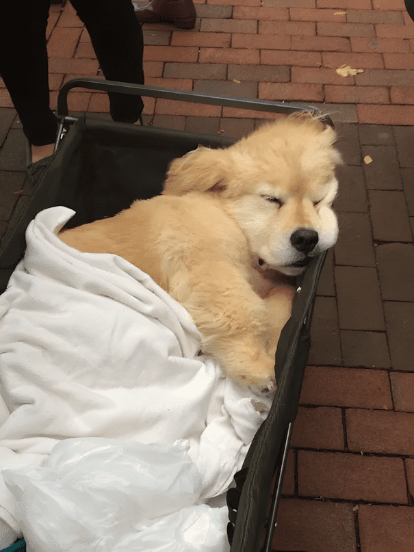 20 golden retriever kolyok15.jpg