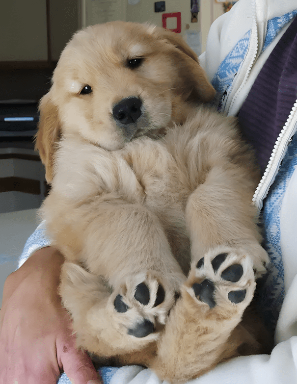 20 golden retriever kolyok16.jpg