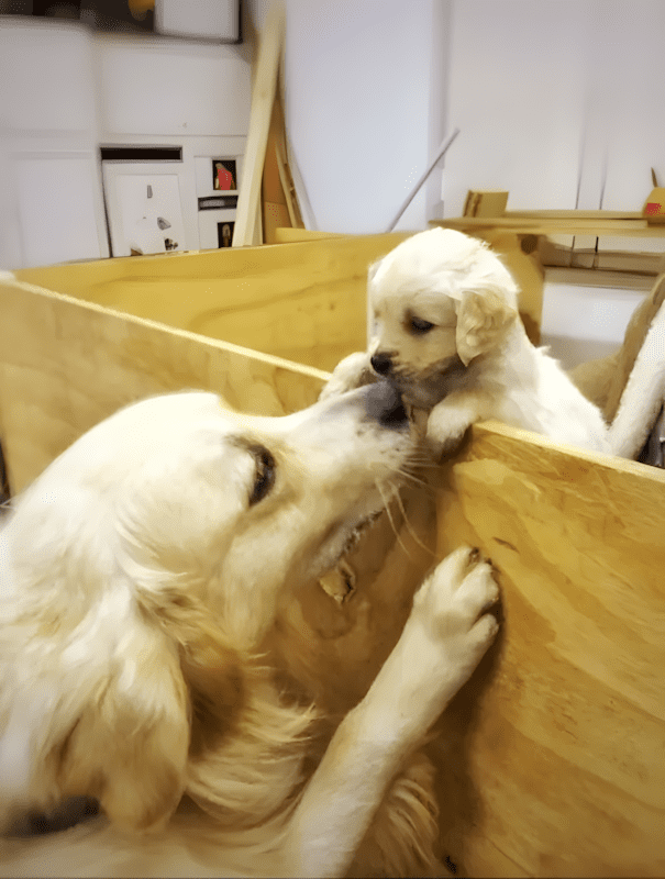 20 golden retriever kolyok17.jpg