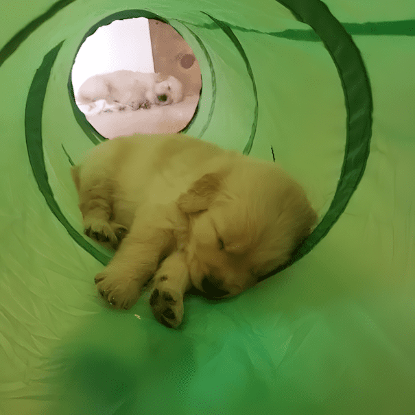 20 golden retriever kolyok18.jpg