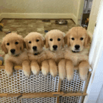 20 golden retriever kolyok20.jpg