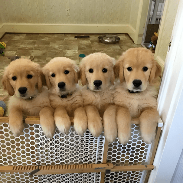 20 golden retriever kolyok20.jpg