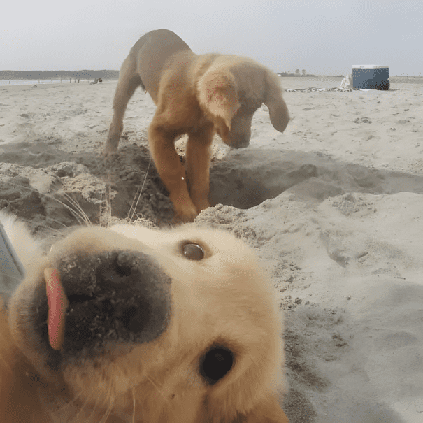 20 golden retriever kolyok3.jpg
