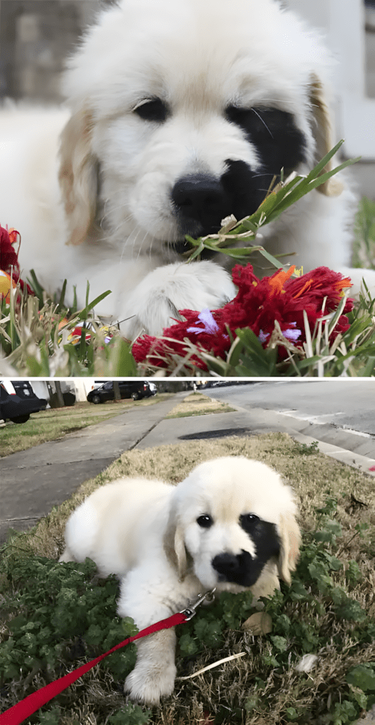 20 golden retriever kolyok4.jpg