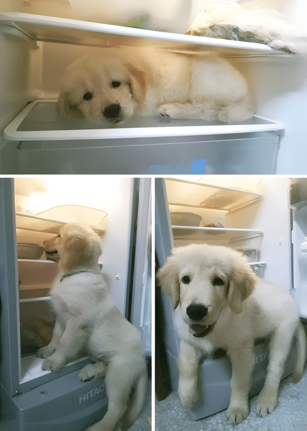 20 golden retriever kolyok5.jpg