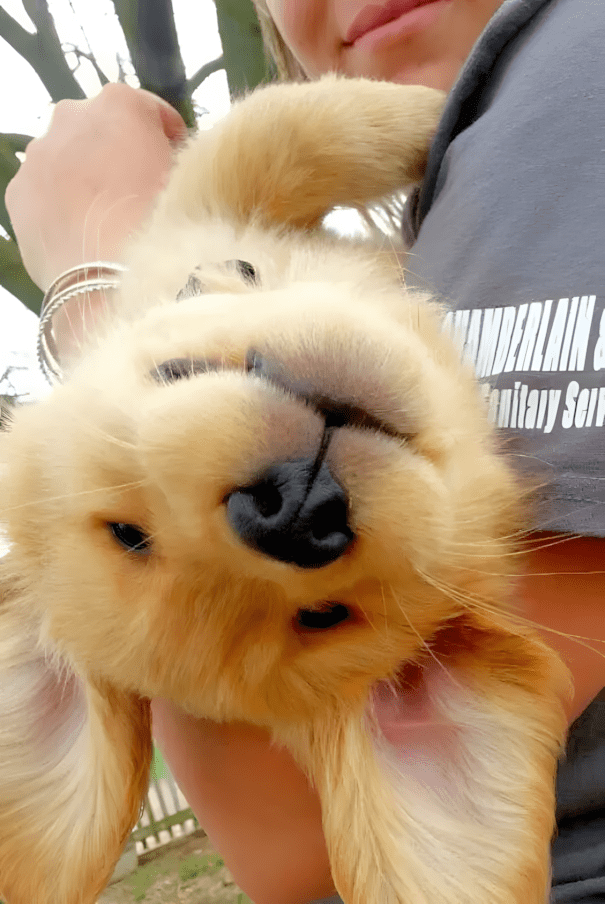 20 golden retriever kolyok6.jpg