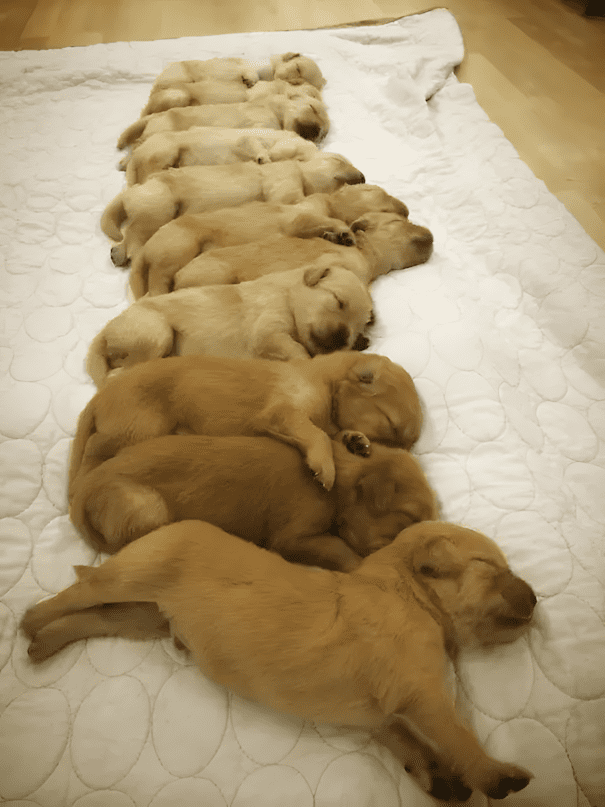 20 golden retriever kolyok7.jpg