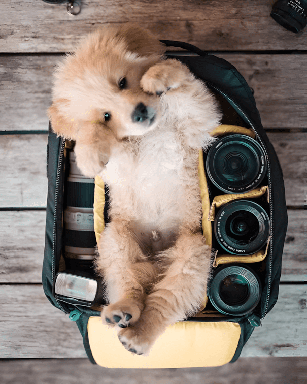 20 golden retriever kolyok8.jpg