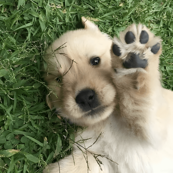 20 golden retriever kolyok9.jpg