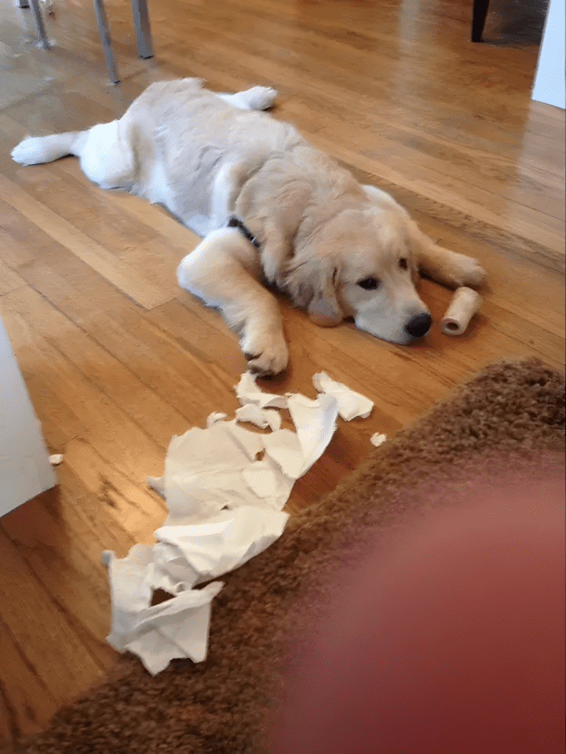 31 kutyus akik mar reg megbantak a tettuket4.jpg