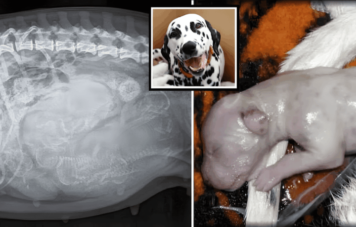 A Dalmata kutyus rekordot dontott.jpg