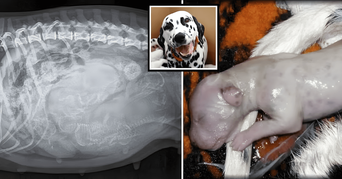A Dalmata kutyus rekordot dontott.jpg