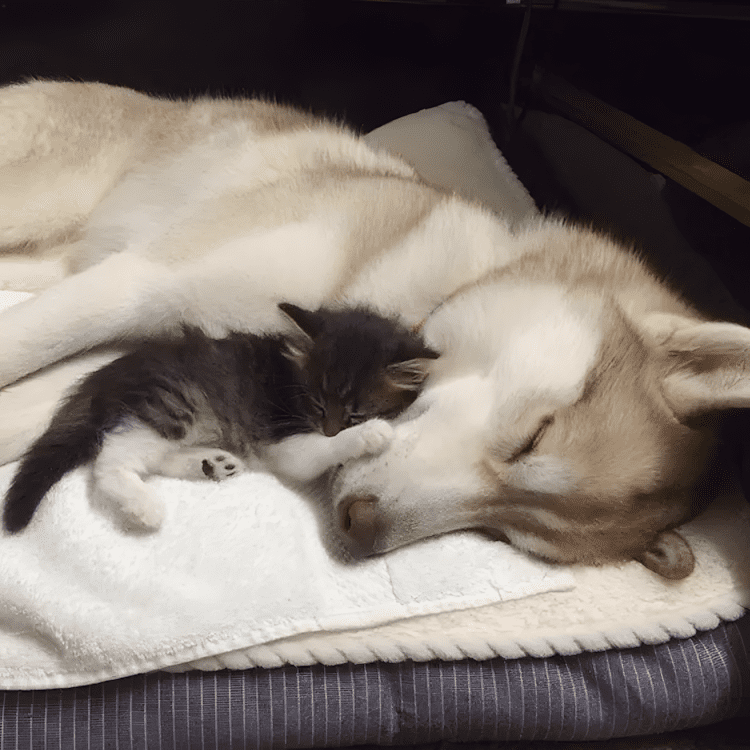 A megmentett cica lett a harom husky legjobb baratja1.jpg