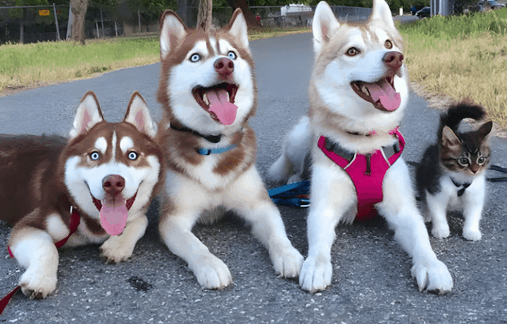 A megmentett cica lett a harom husky legjobb baratja10.jpg