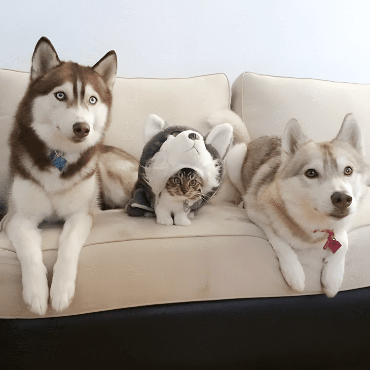 A megmentett cica lett a harom husky legjobb baratja2.jpg