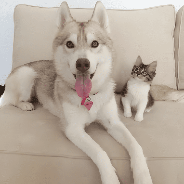 A megmentett cica lett a harom husky legjobb baratja3.jpg
