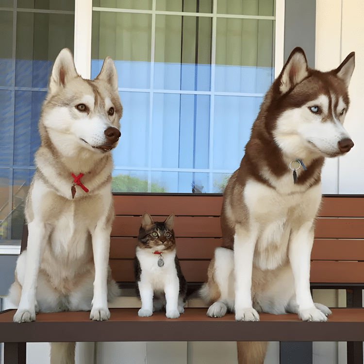 A megmentett cica lett a harom husky legjobb baratja4.jpg