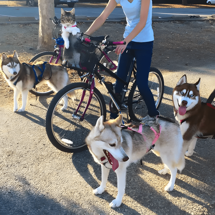 A megmentett cica lett a harom husky legjobb baratja5.jpg