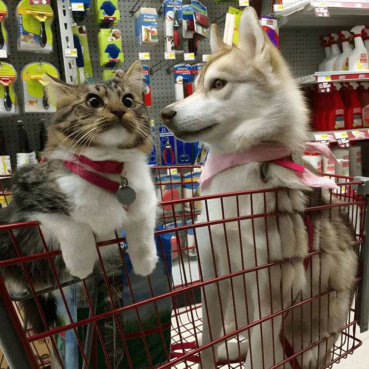 A megmentett cica lett a harom husky legjobb baratja7.jpg