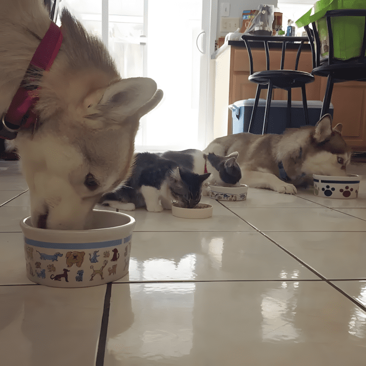 A megmentett cica lett a harom husky legjobb baratja9.jpg